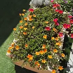Il Grillo Parlante Surbo