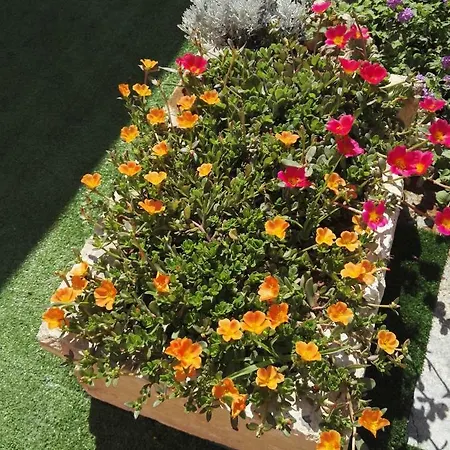 Il Grillo Parlante Surbo