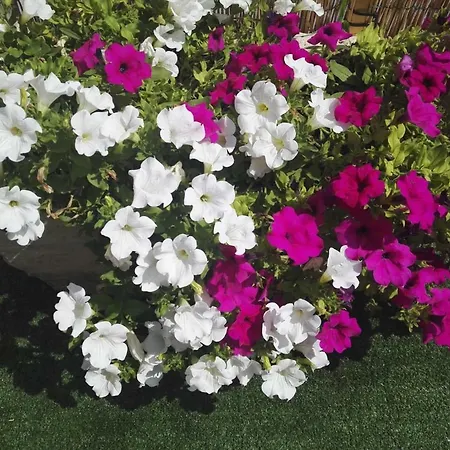 فندق مبيت وإفطار Il Grillo Parlante