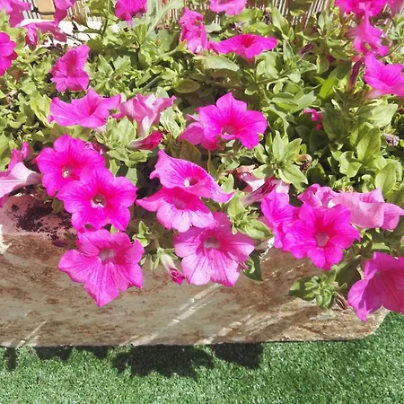 Il Grillo Parlante Отель типа 