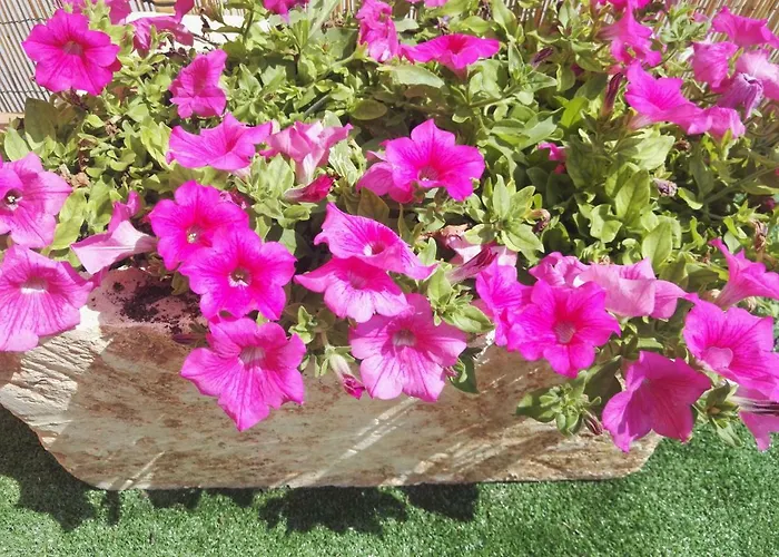 Il Grillo Parlante Bed & Breakfast Surbo